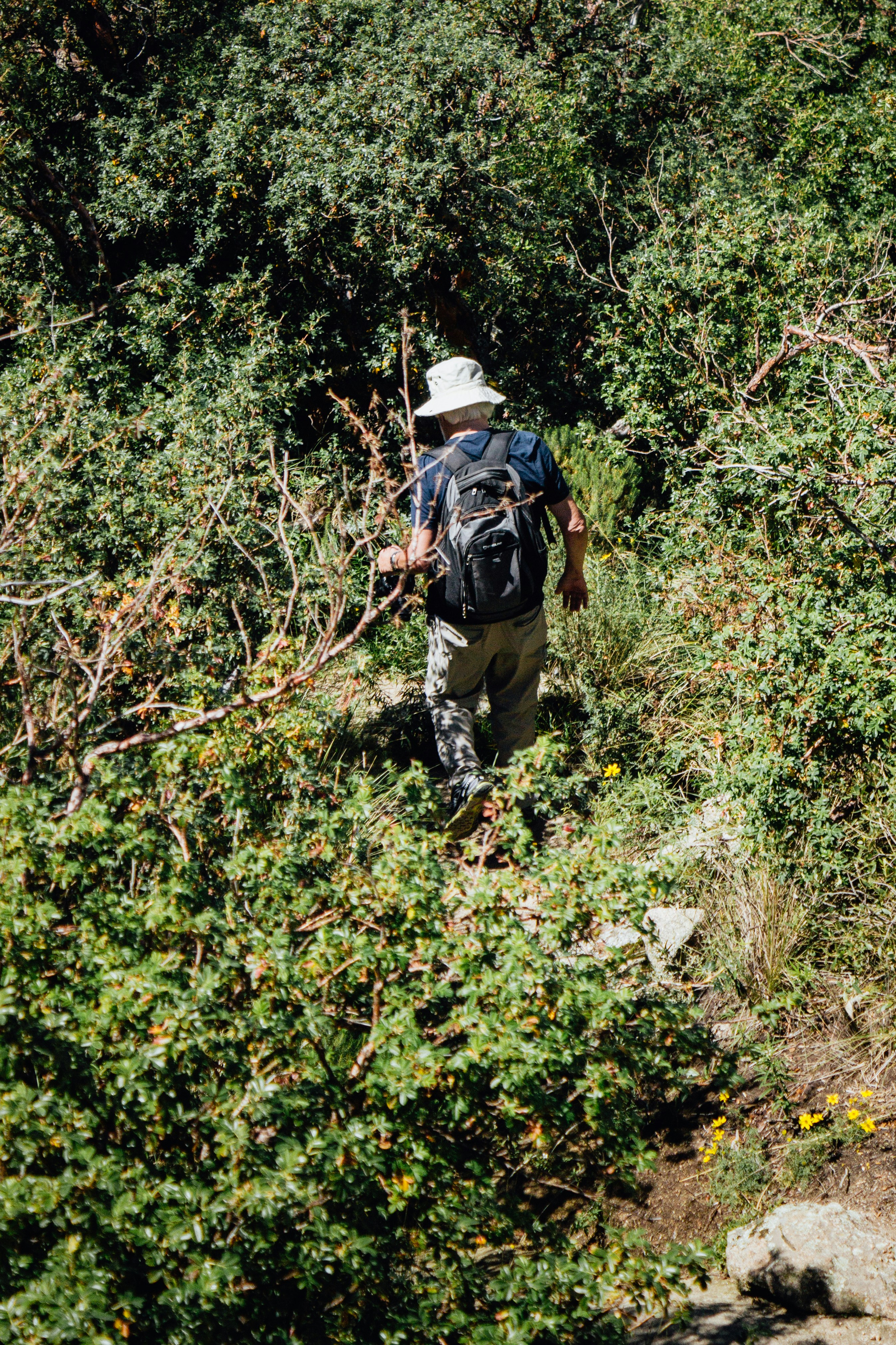 A park ranger in uniform walking through a lush Colombian forest, attentively observing the surroundings.