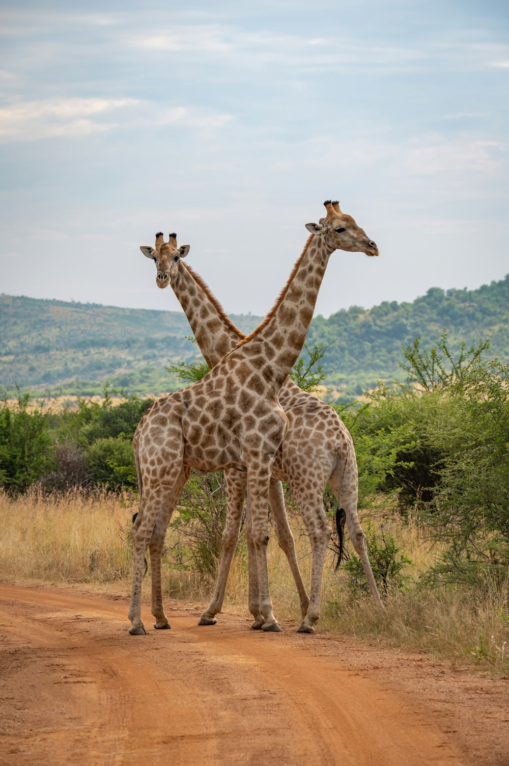 a couple of giraffe standing on top of a dirt road