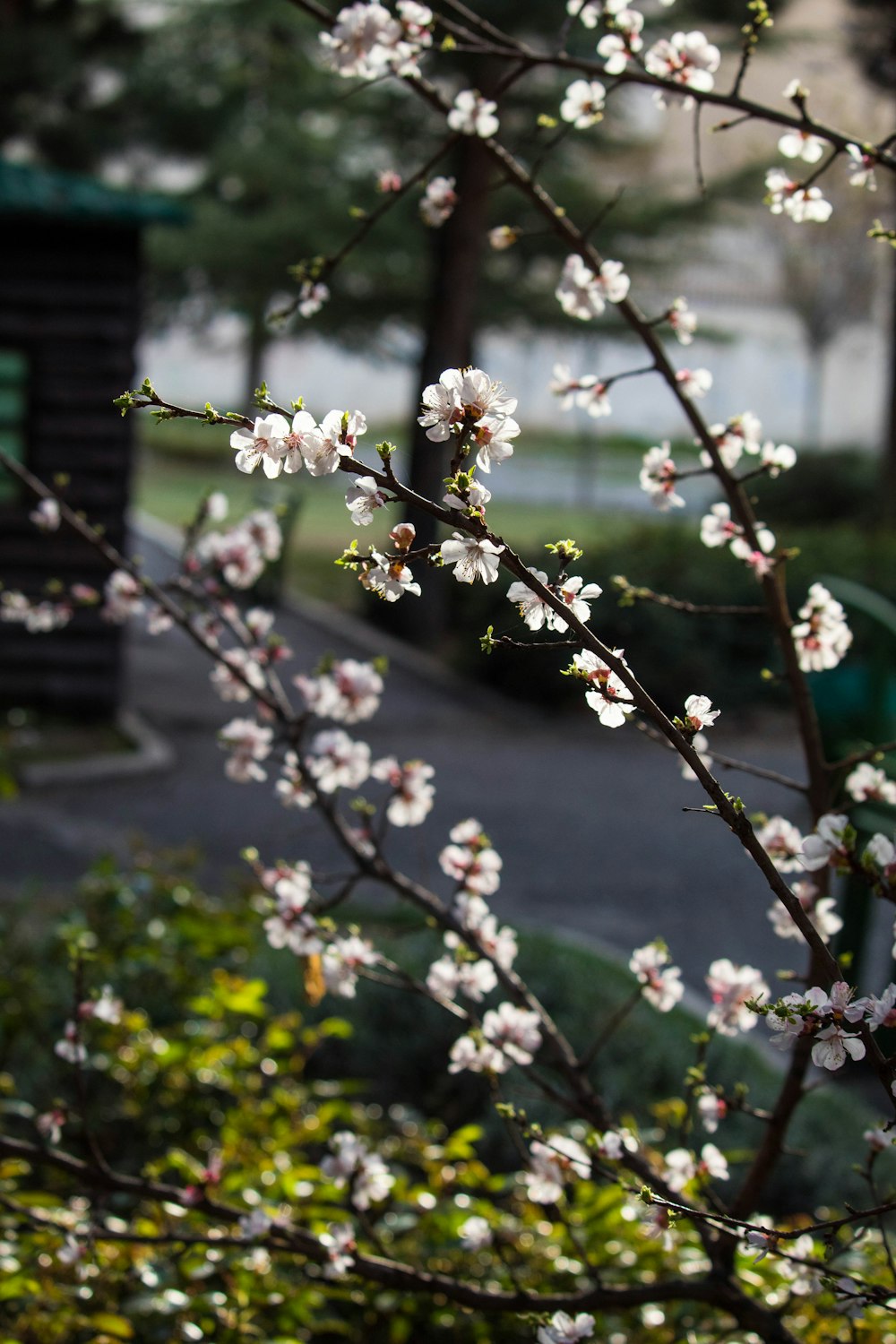 a tree with white flowers in a park