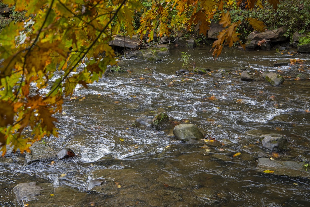 a river running through a lush green forest