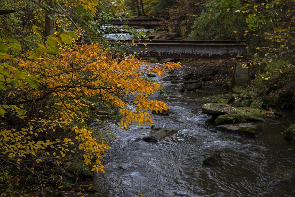 a stream running through a lush green forest