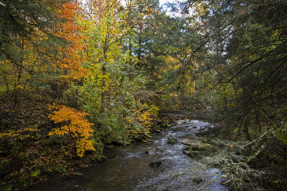 a river running through a forest filled with lots of trees