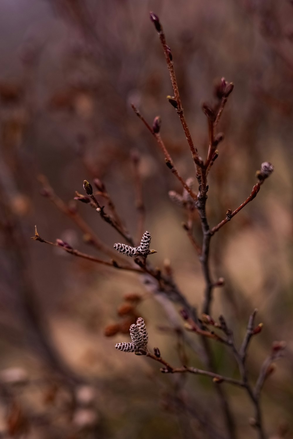 a small tree with lots of brown leaves