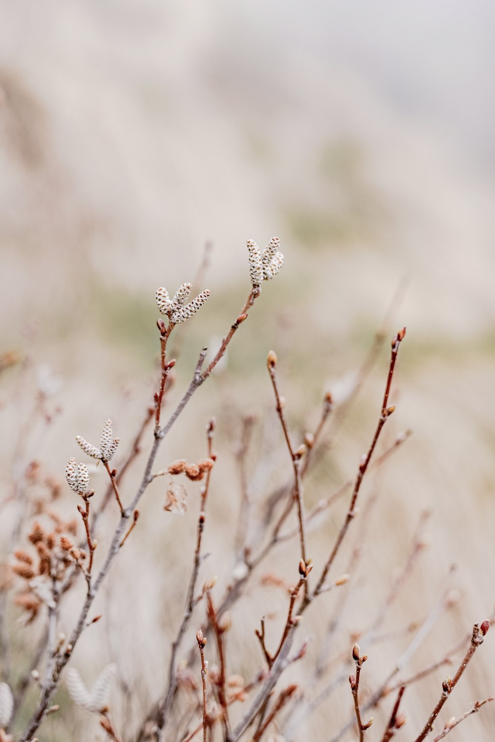 a branch with small white flowers on it