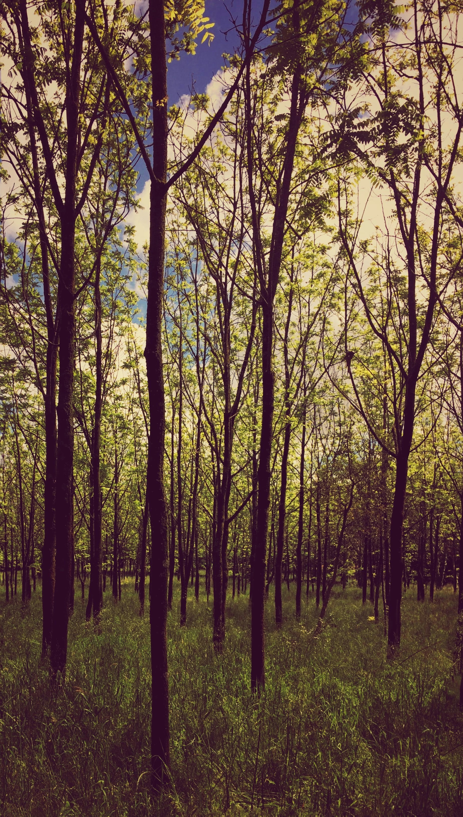 Photo by agostinhoserra