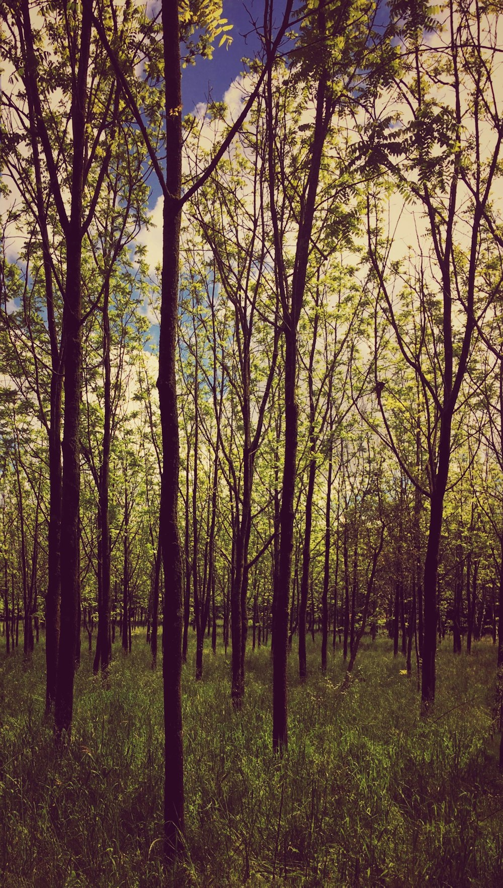 a forest filled with lots of tall trees