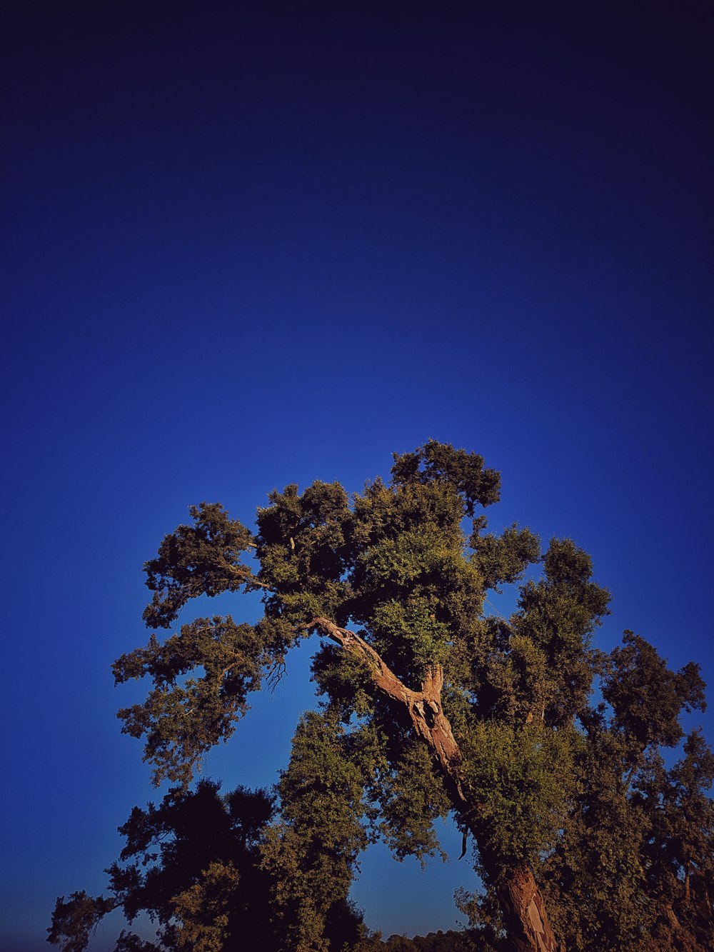 a large tree with a blue sky in the background