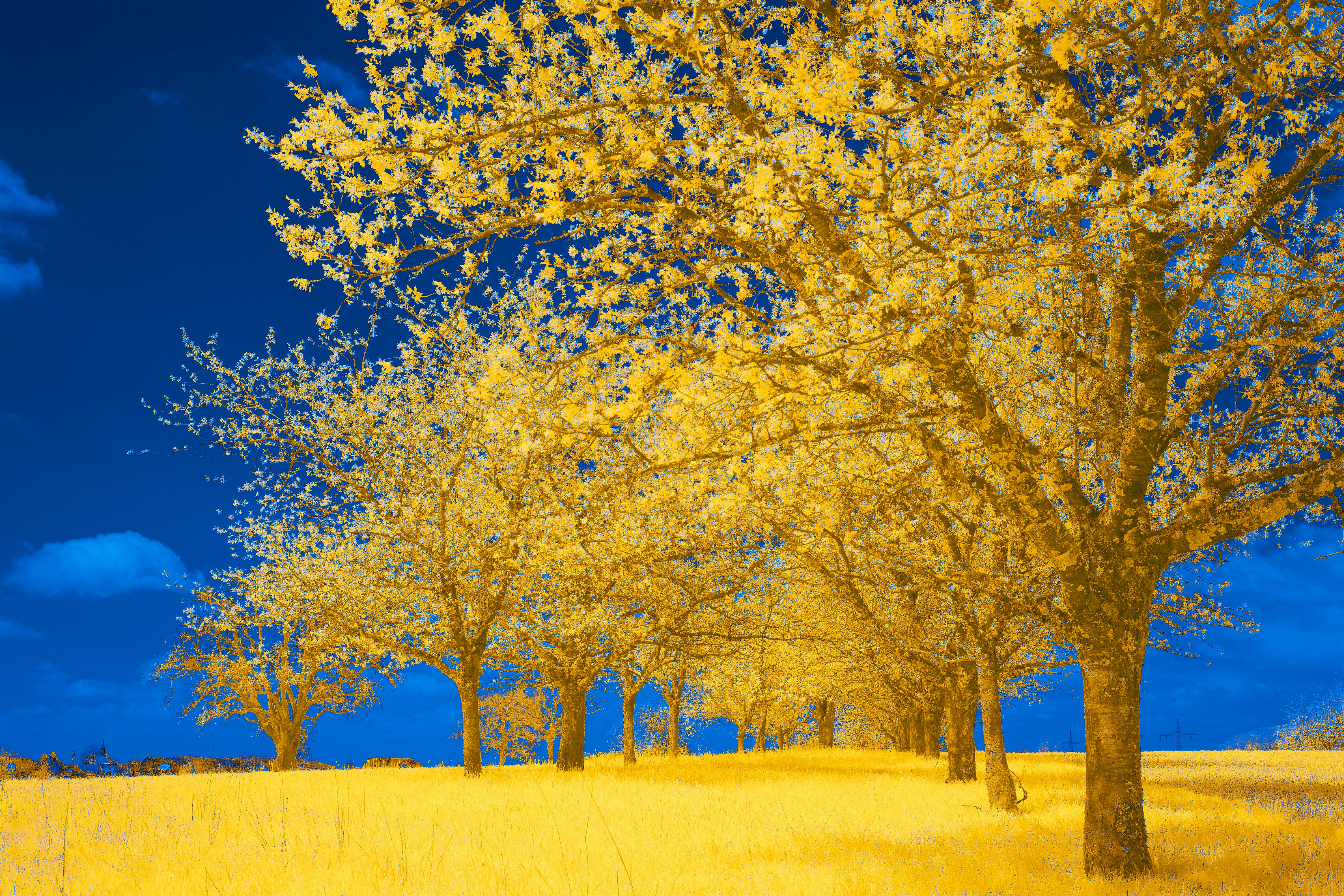 Photo by wolfgang_hasselmann