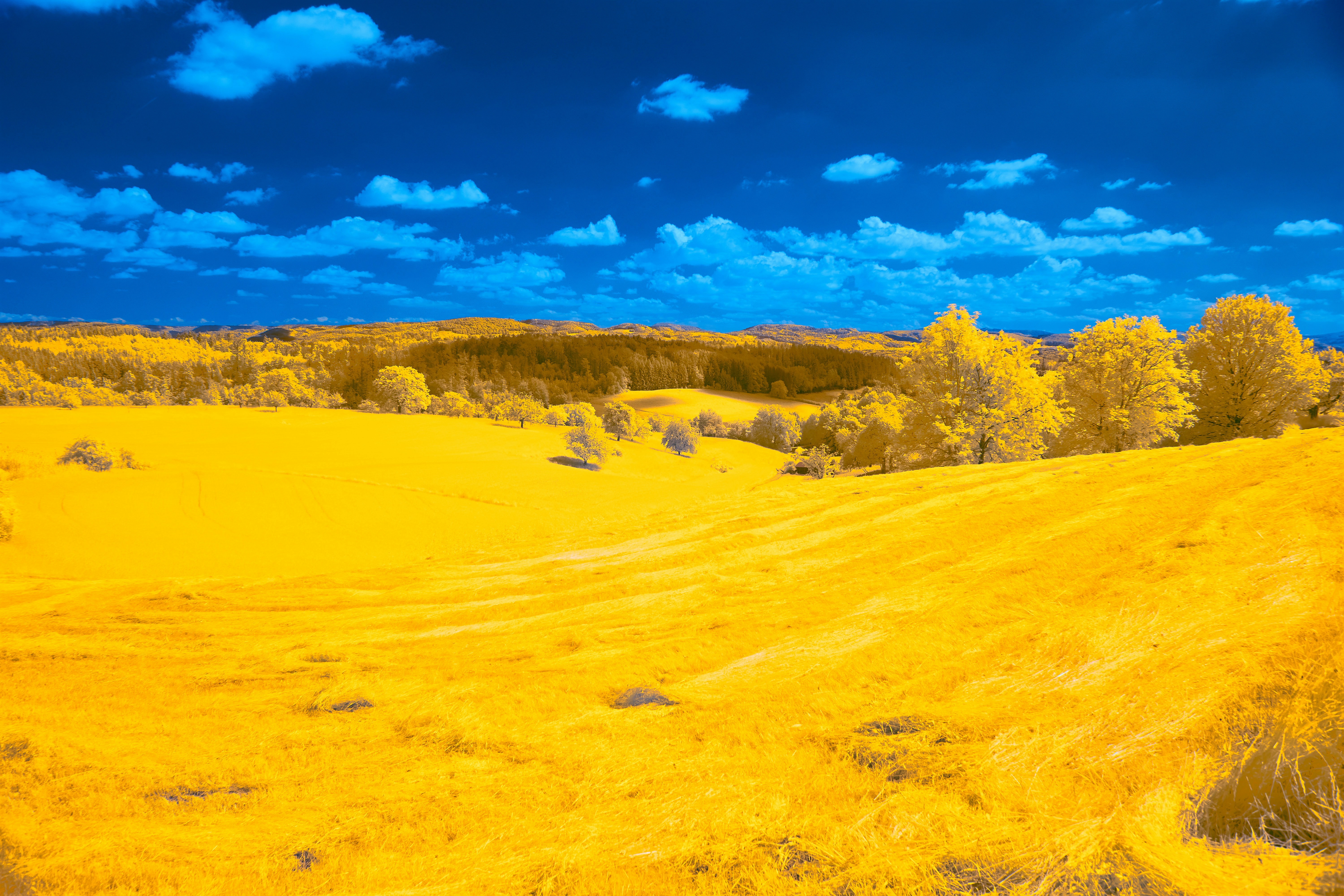 Photo by wolfgang_hasselmann