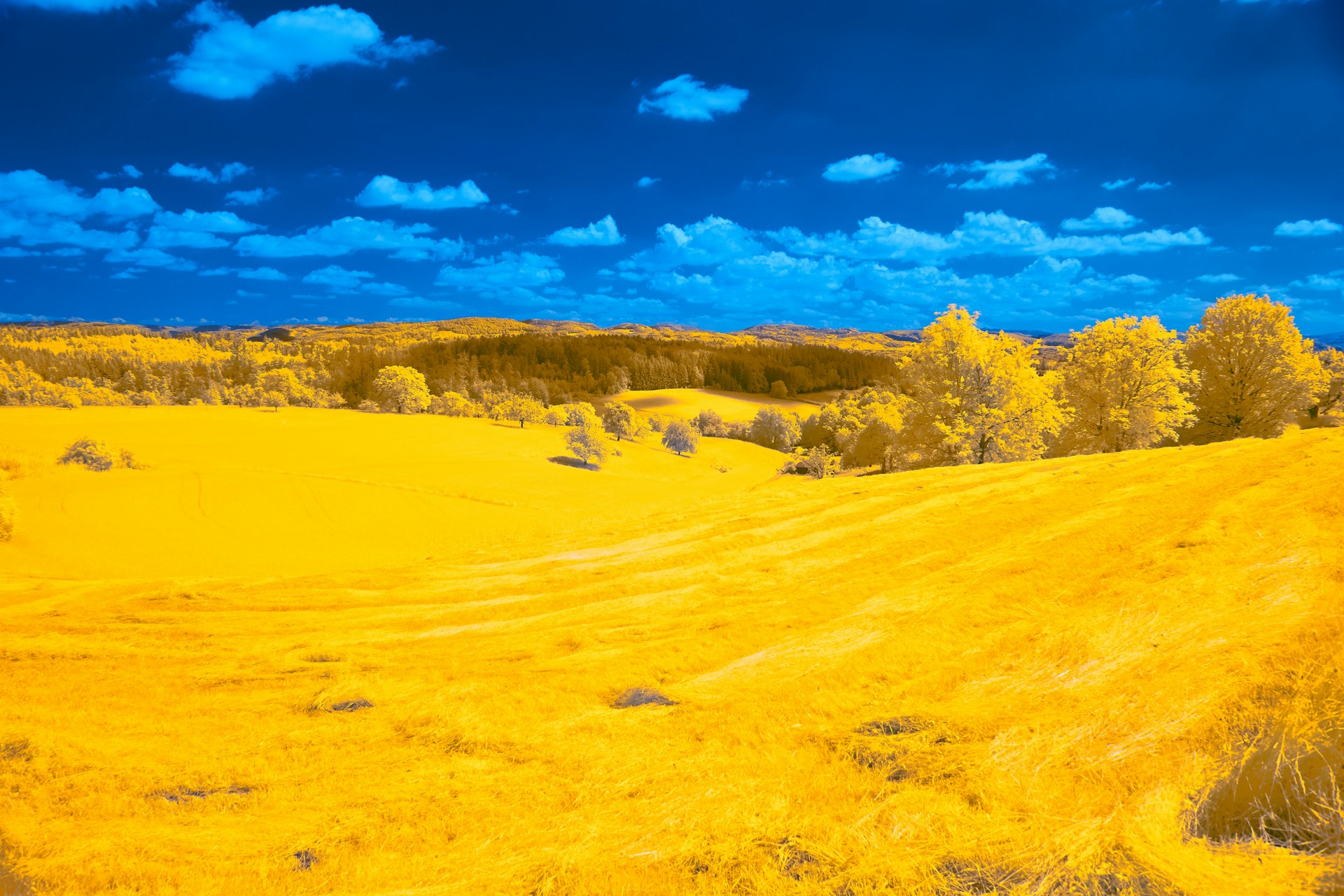 a yellow field with trees and clouds in the background