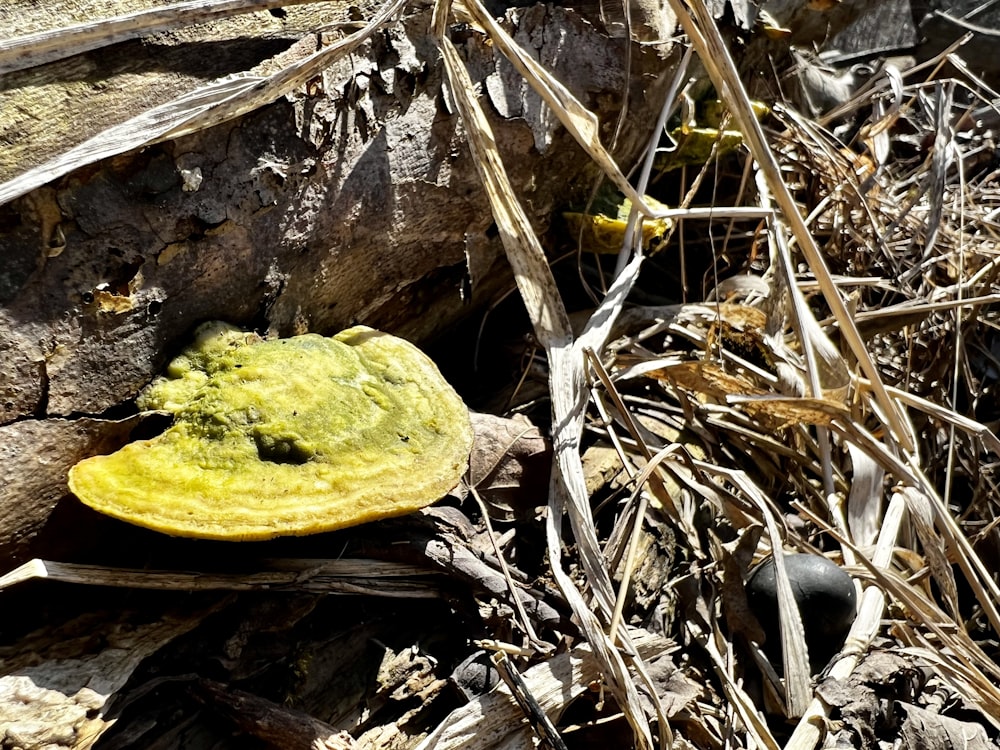 a yellow mushroom is growing on the ground