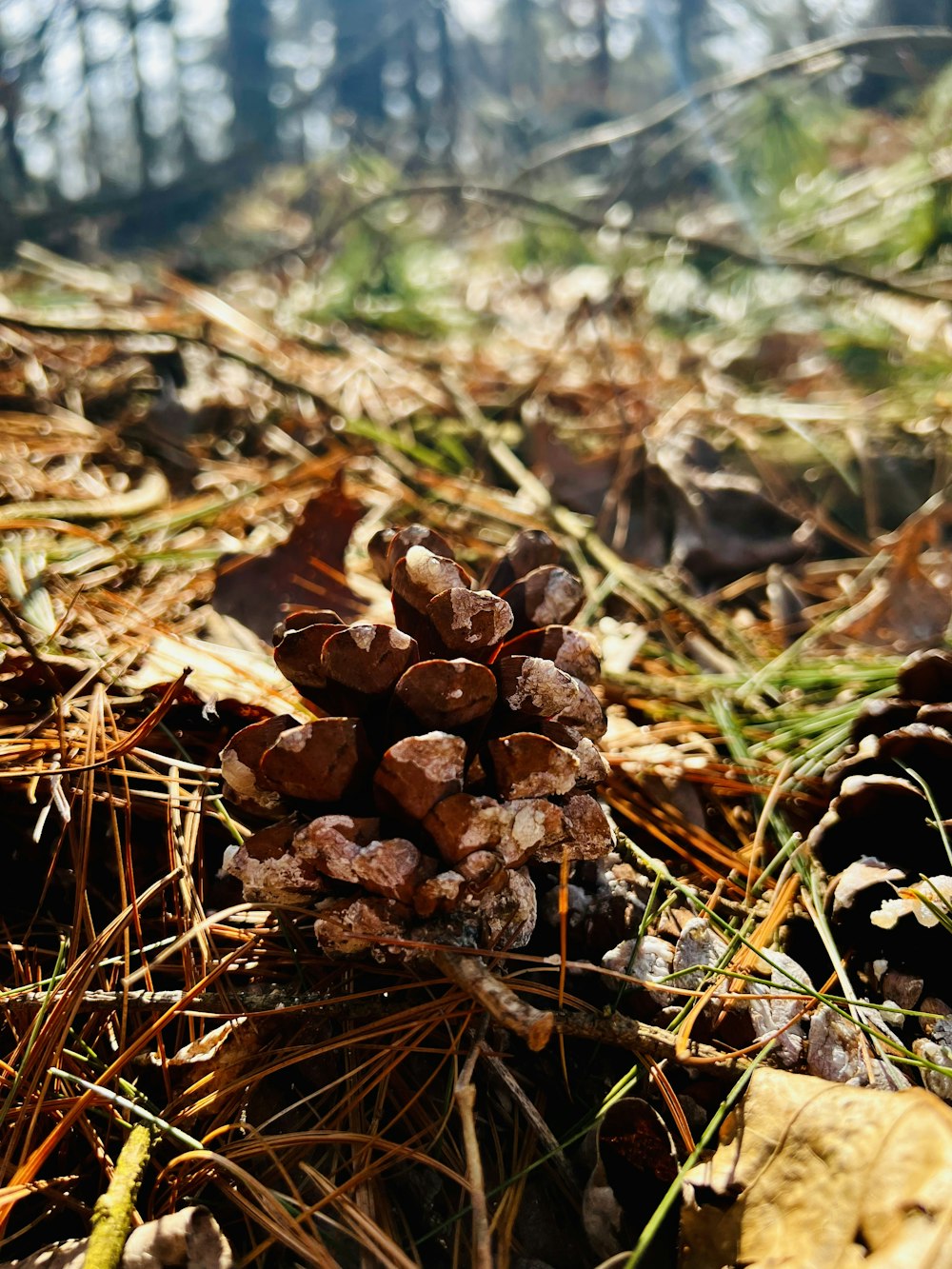 a close up of a pine cone on the ground