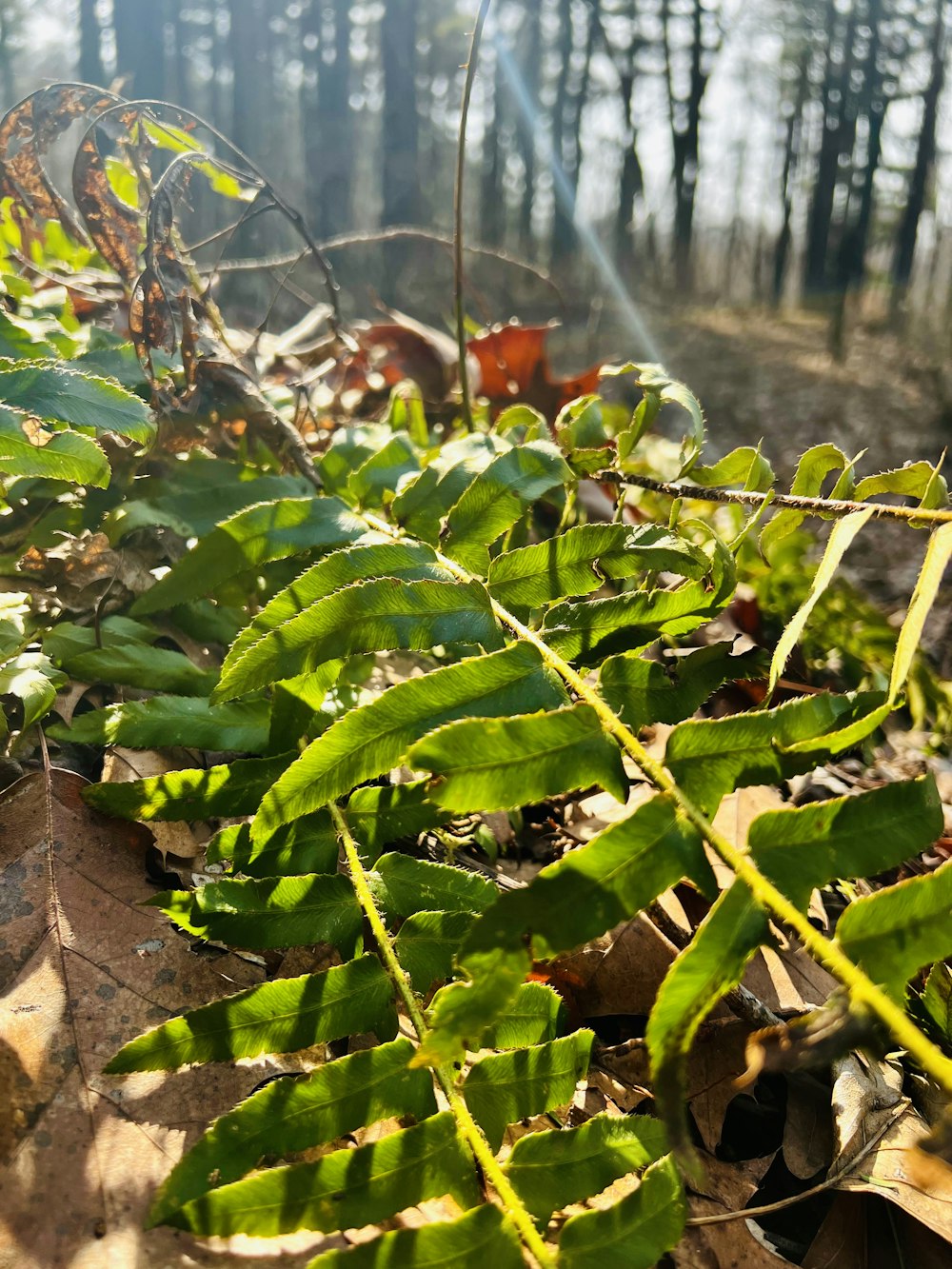 a close up of a leafy plant on the ground