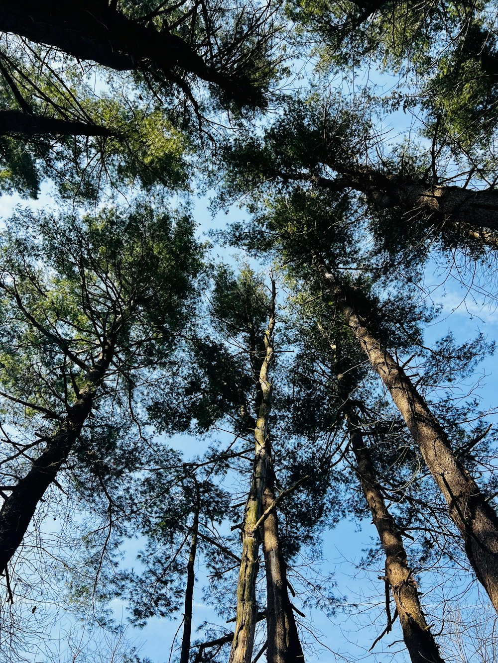 a group of tall trees standing next to each other