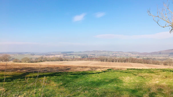 A serene farm landscape with rows of organic crops under a clear blue sky