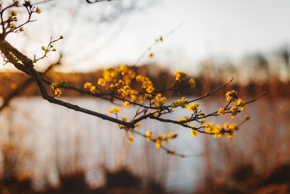a branch with yellow flowers in front of a body of water