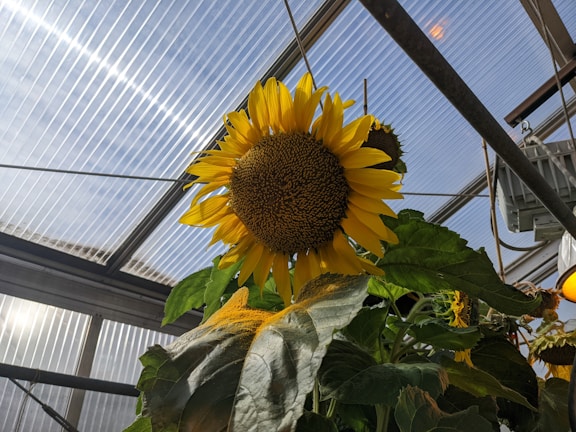 A tall, vibrant yellow sunflower with a large brown center stands prominently under a greenhouse roof. The sunlight filters through the translucent panels, casting a soft glow over the lush green leaves surrounding the flower.