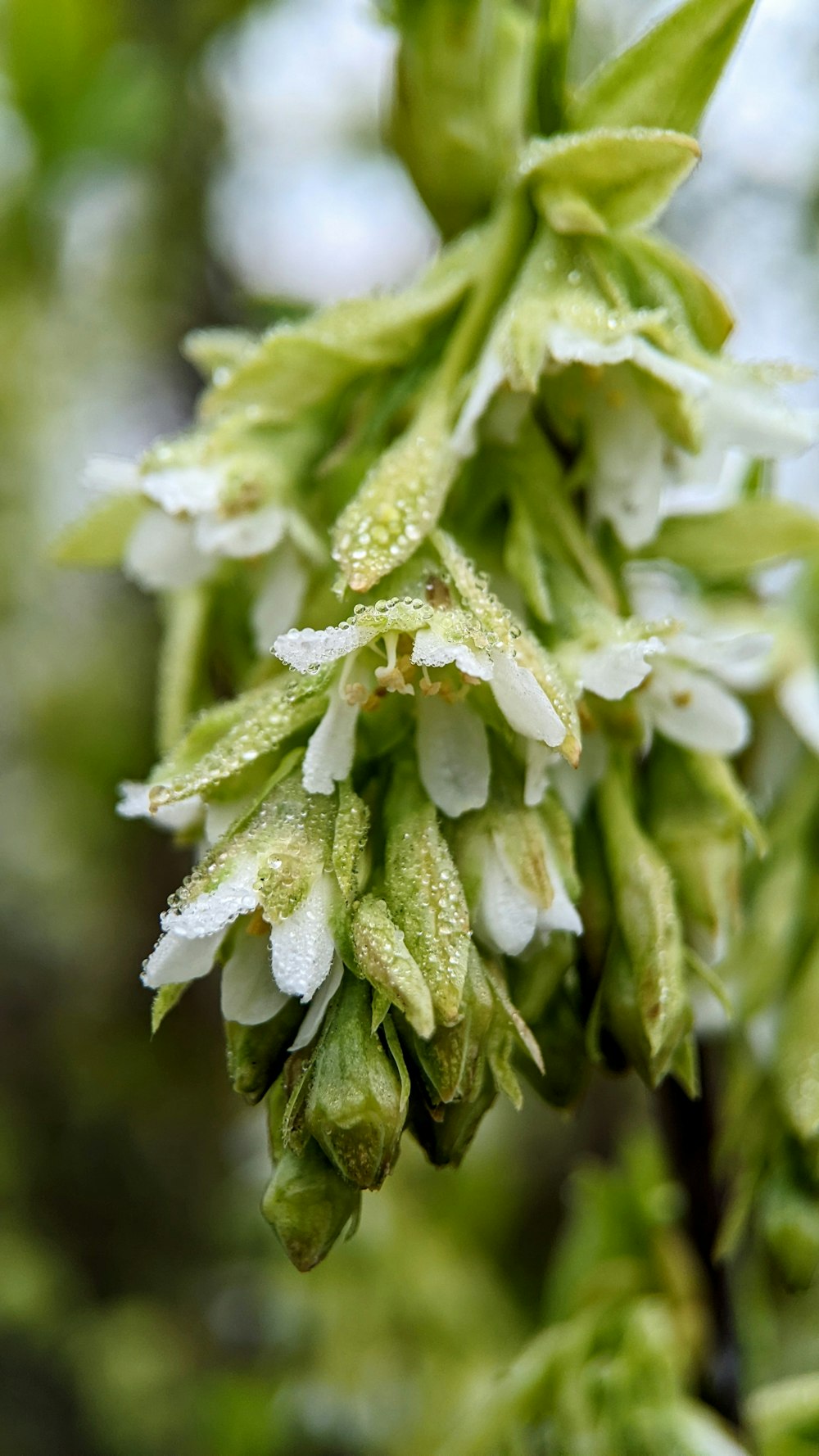 a close up of a flower with drops of water on it