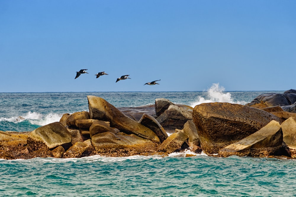 a flock of birds flying over a body of water