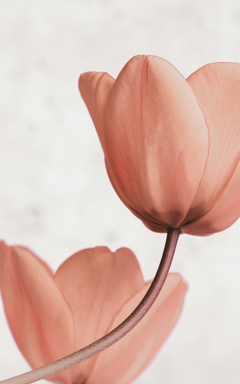 a close up of a pink flower on a white background