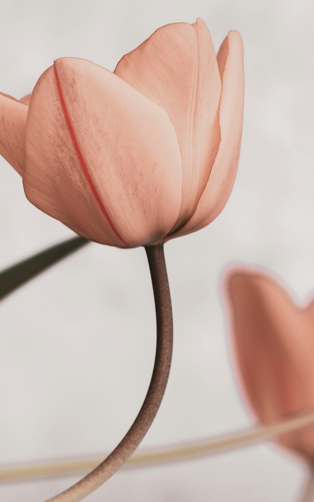 a close up of a flower on a stem