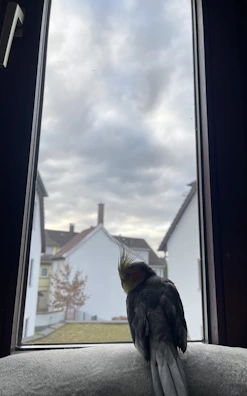 A cheerful cockatiel perched beside a sunlit window, singing softly.