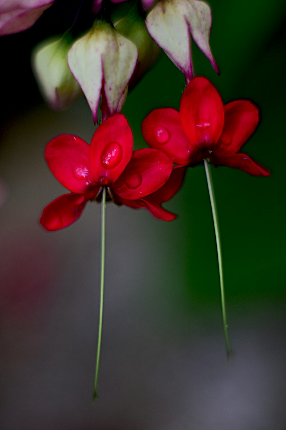a close up of a red flower with water droplets on it
