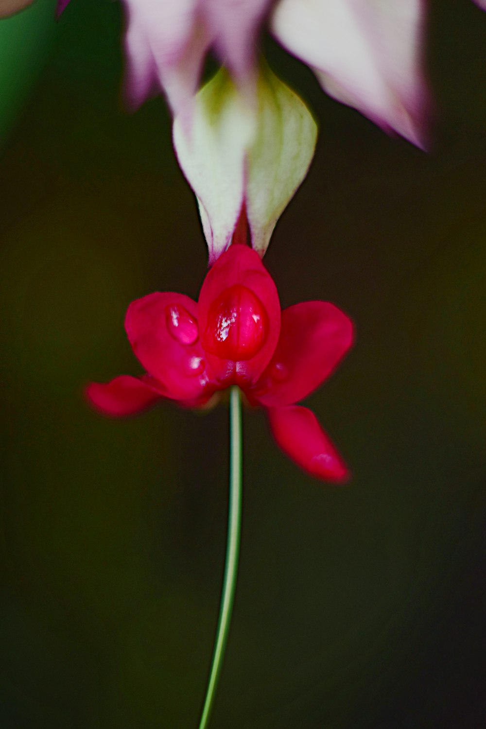 a close up of a flower with water droplets on it