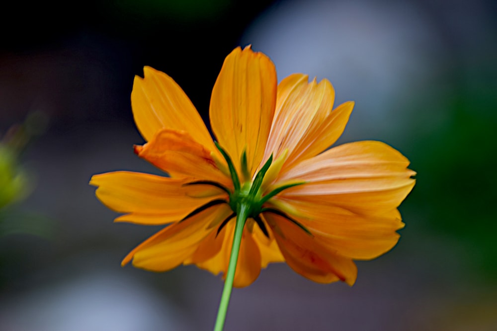 a close up of a flower with a blurry background