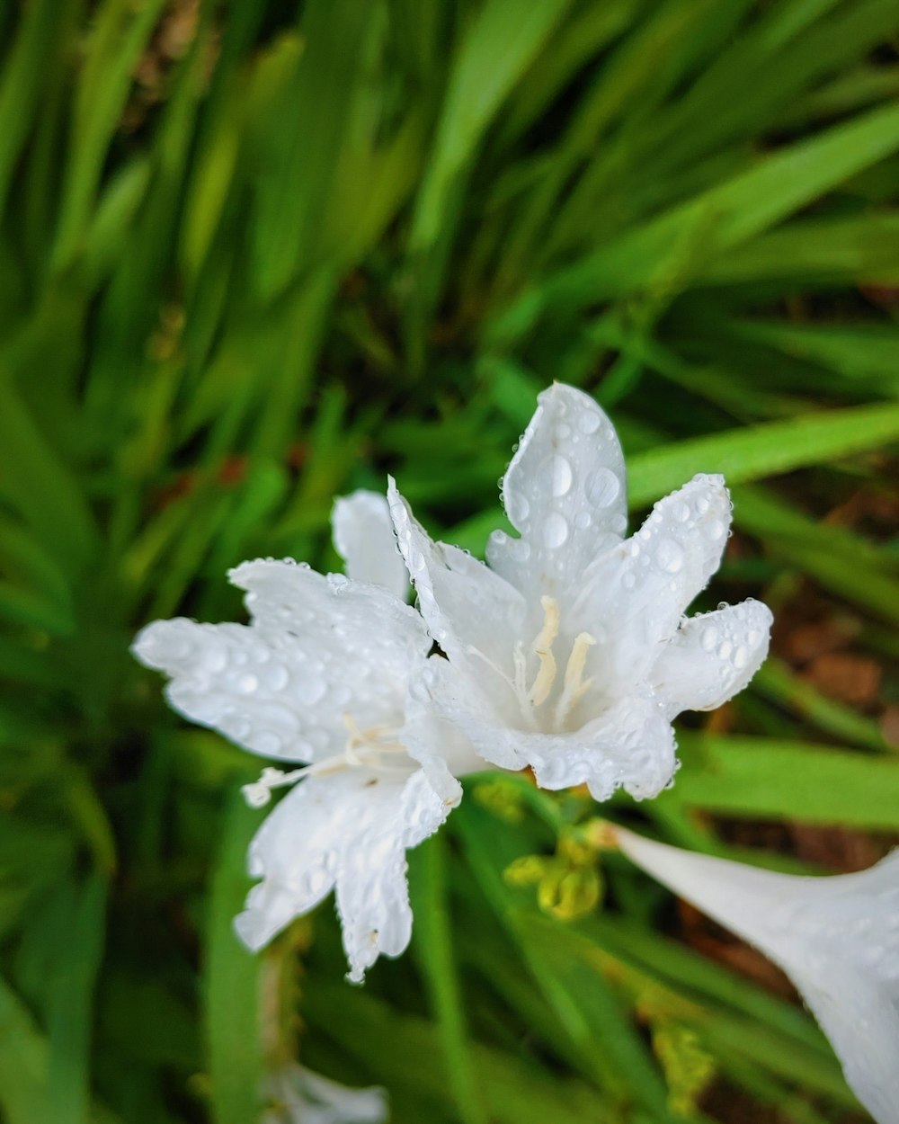 eine weiße Blume mit Wassertropfen darauf