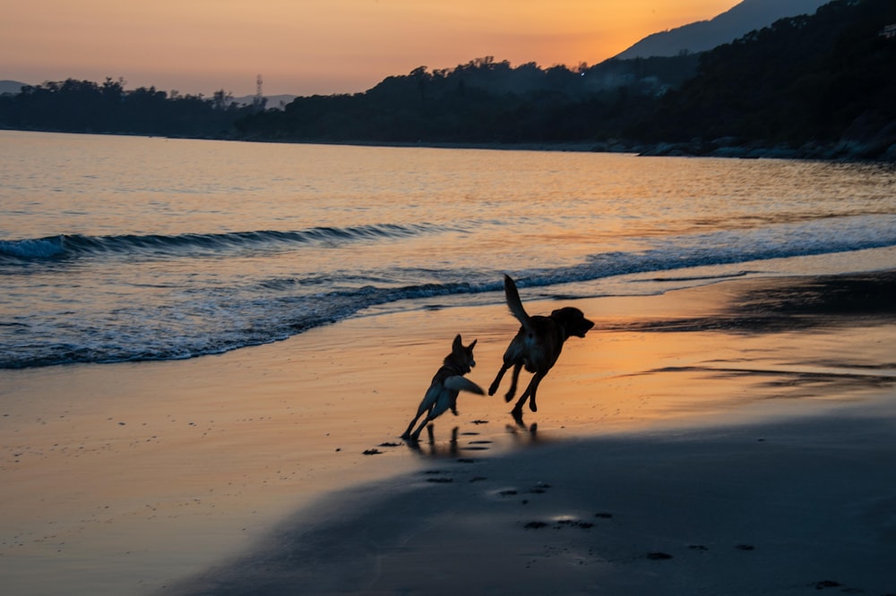 two dogs running on the beach at sunset