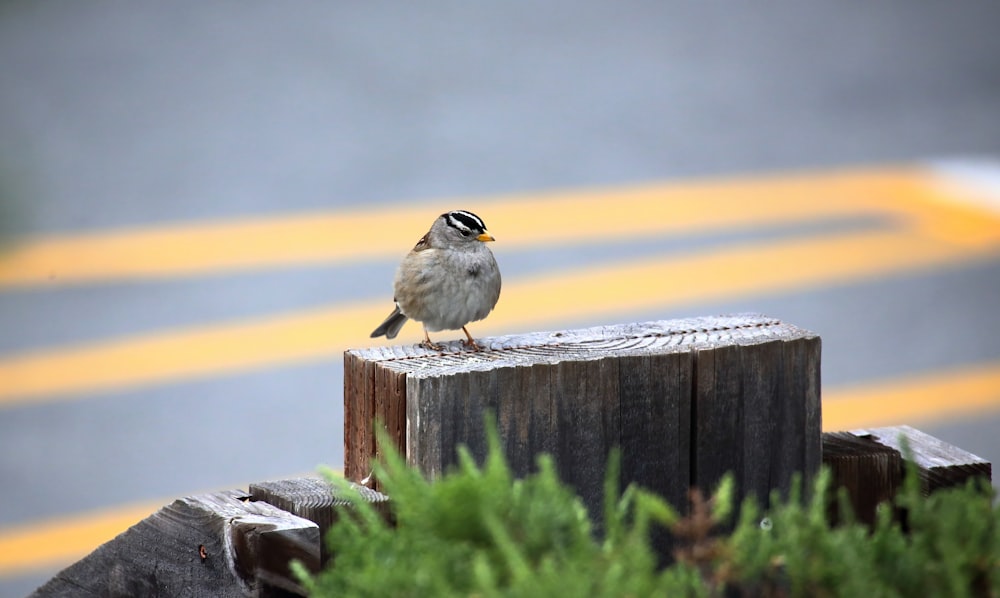 Un pequeño pájaro sentado encima de un poste de madera