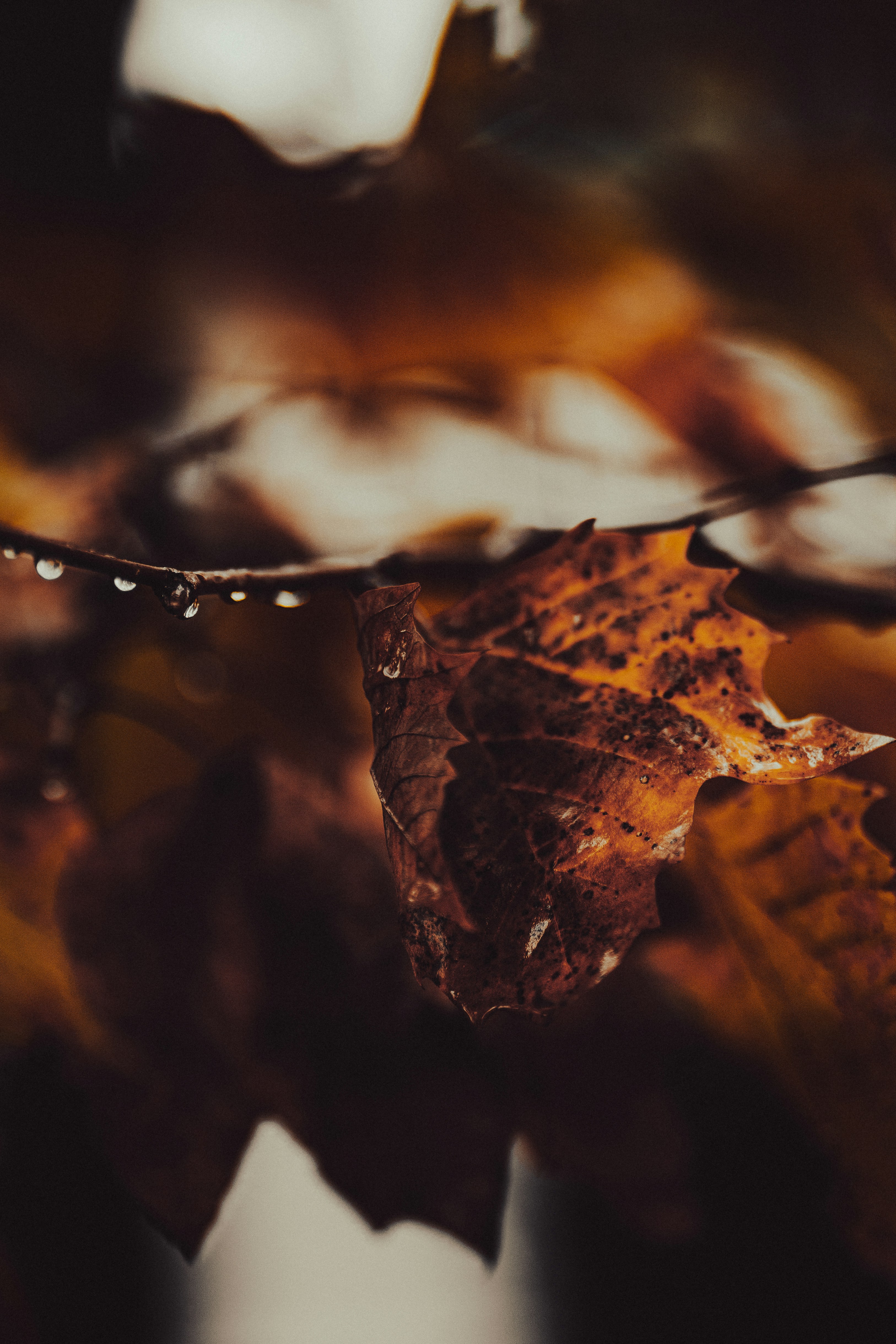 Photo by kalaniparker