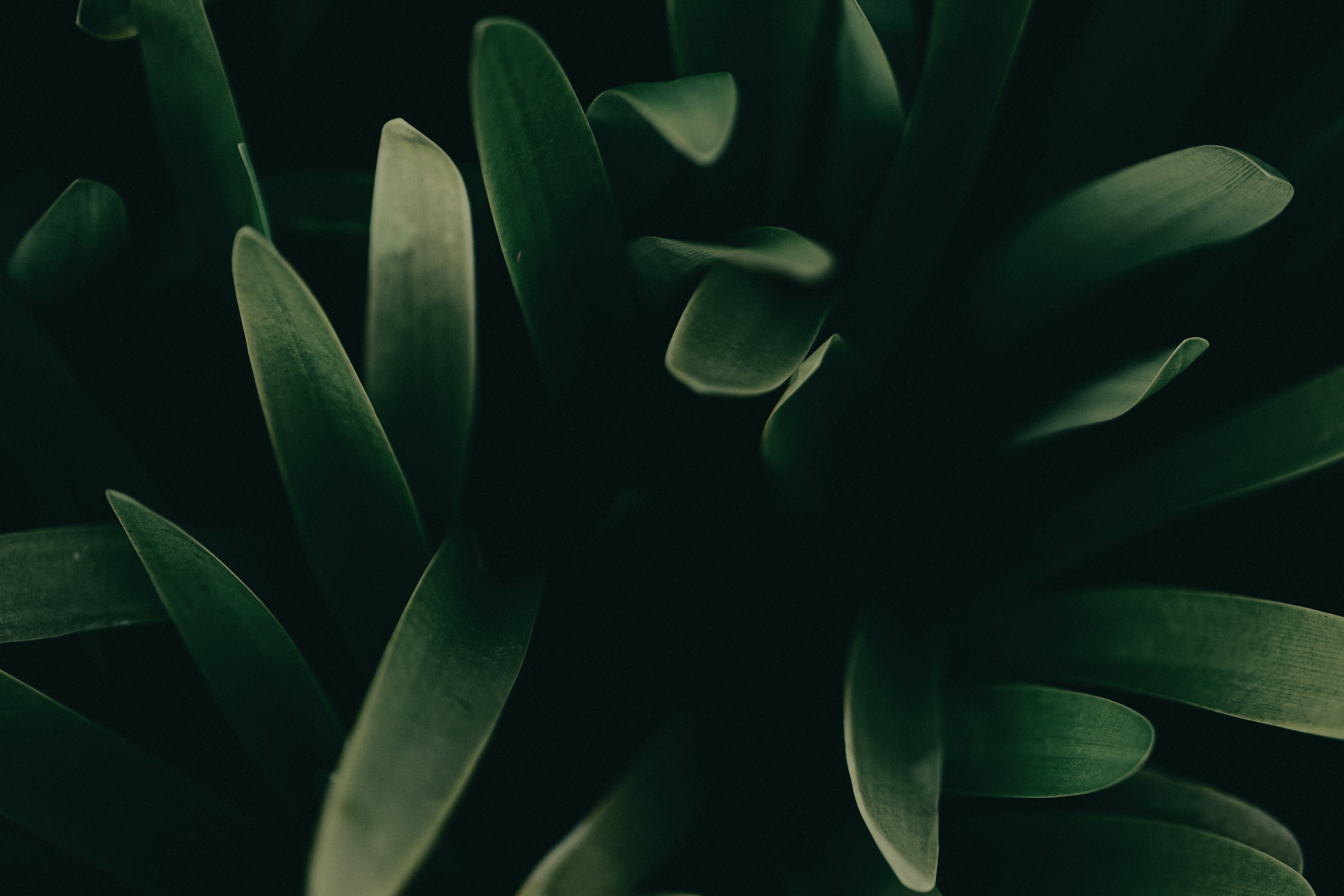 Photo by kalaniparker