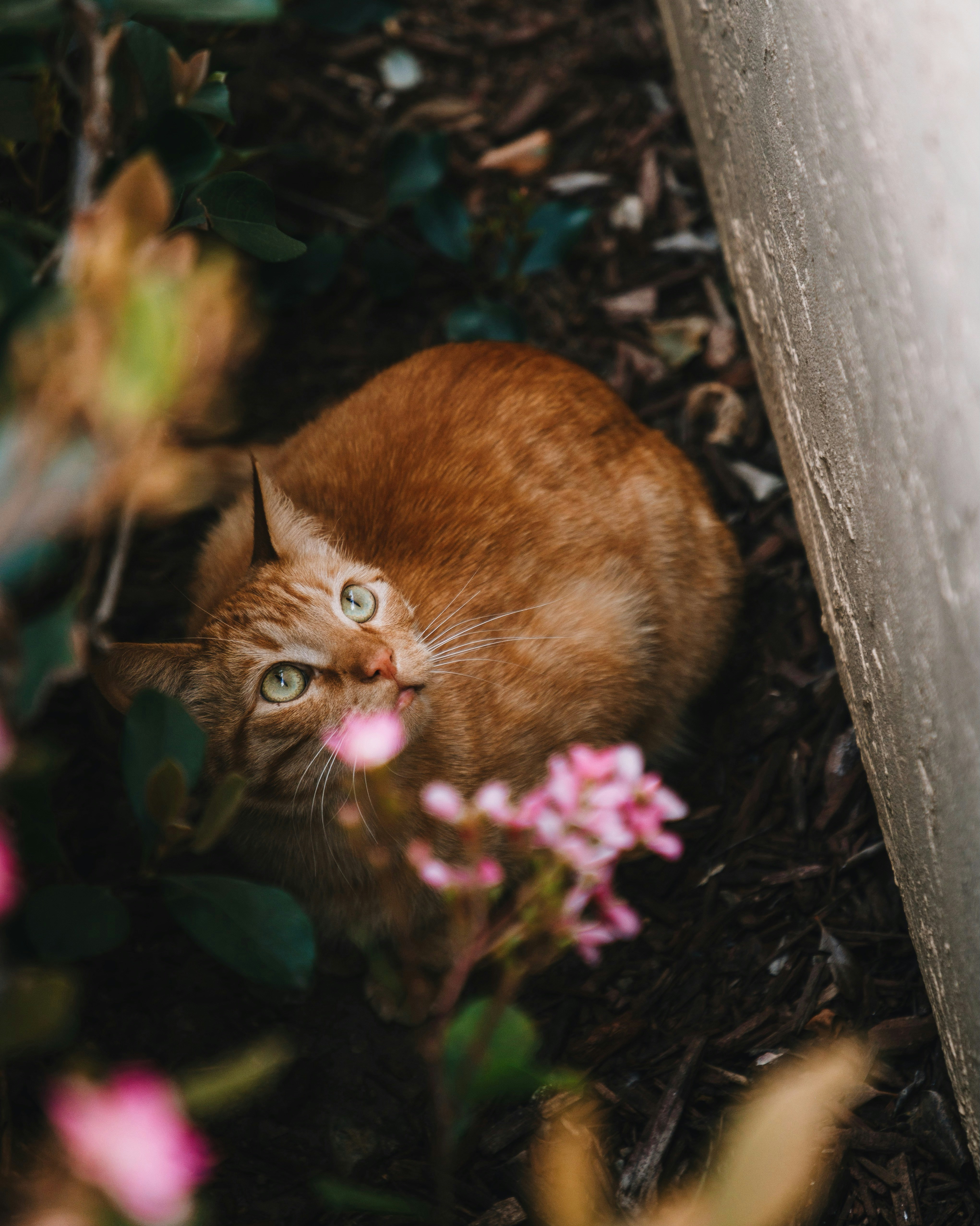 3D pet adoption design