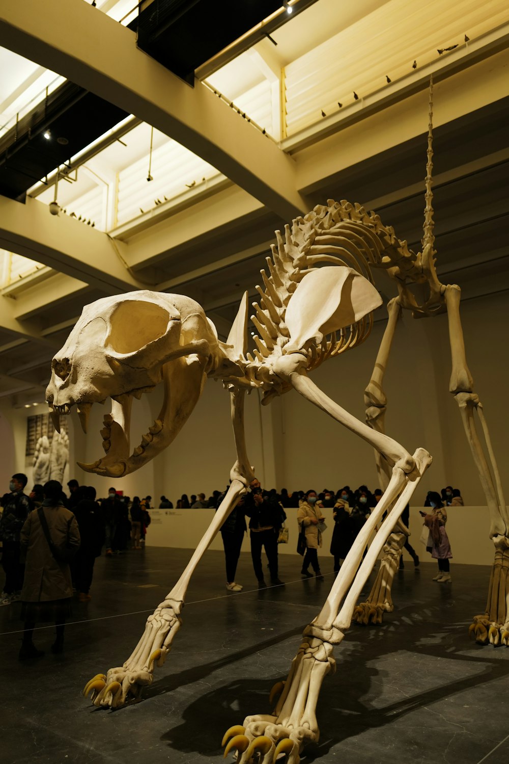 a skeleton of a dog in a museum
