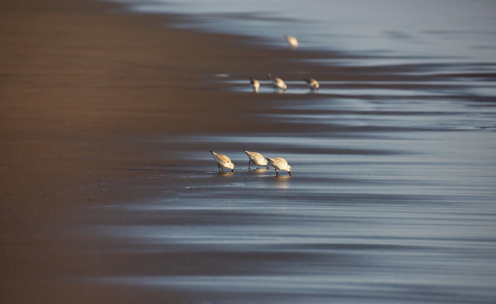 a group of birds standing on top of a sandy beach