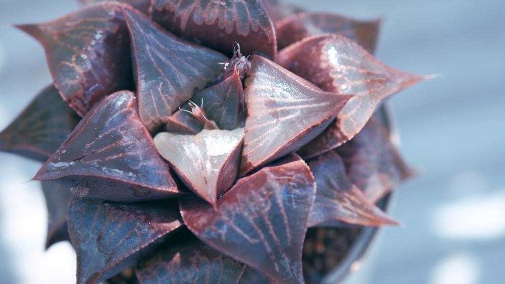 a close up of a purple plant with leaves