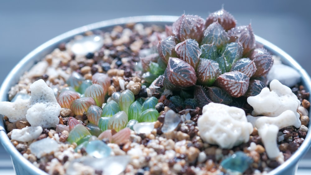 a close up of a potted plant with rocks and gravel