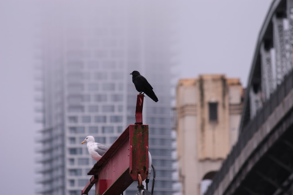 two birds sitting on top of a bird house