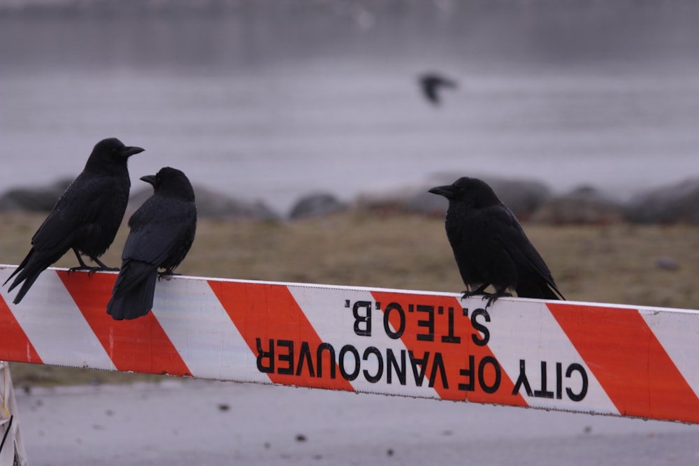 a group of black birds sitting on top of a barricade