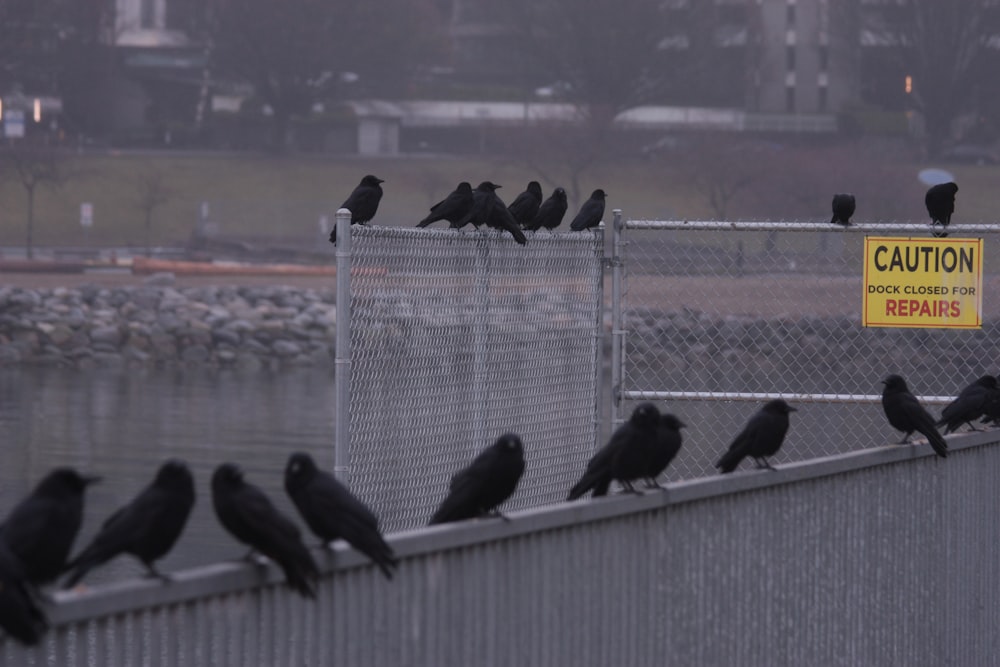 a flock of birds sitting on top of a fence