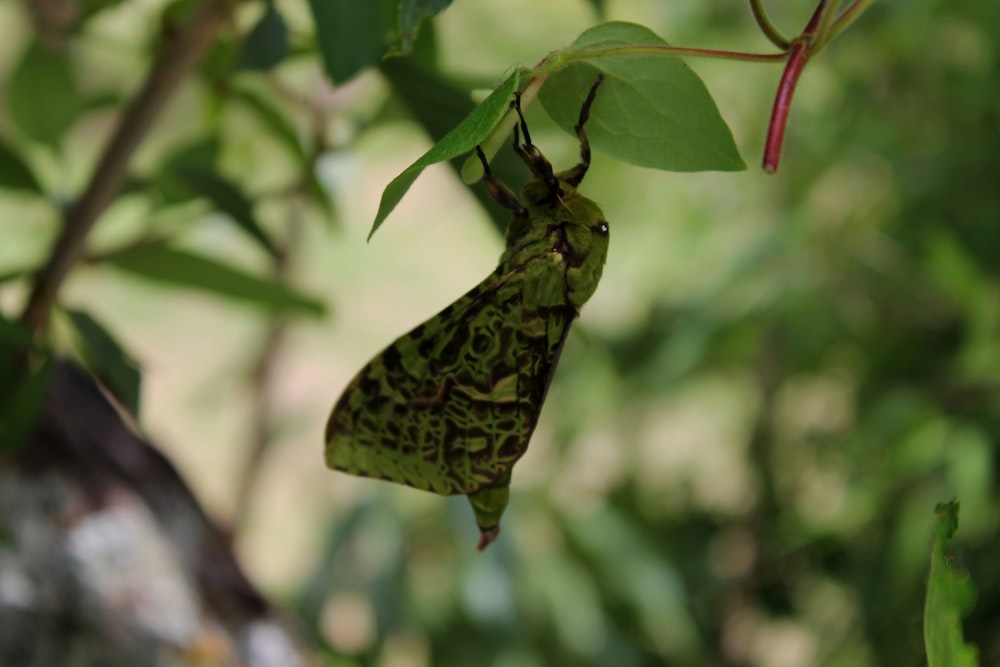 a large green butterfly hanging from a tree branch