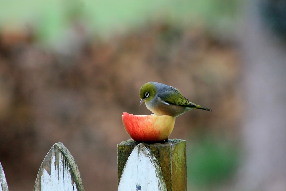 a bird sitting on top of a wooden fence eating an apple