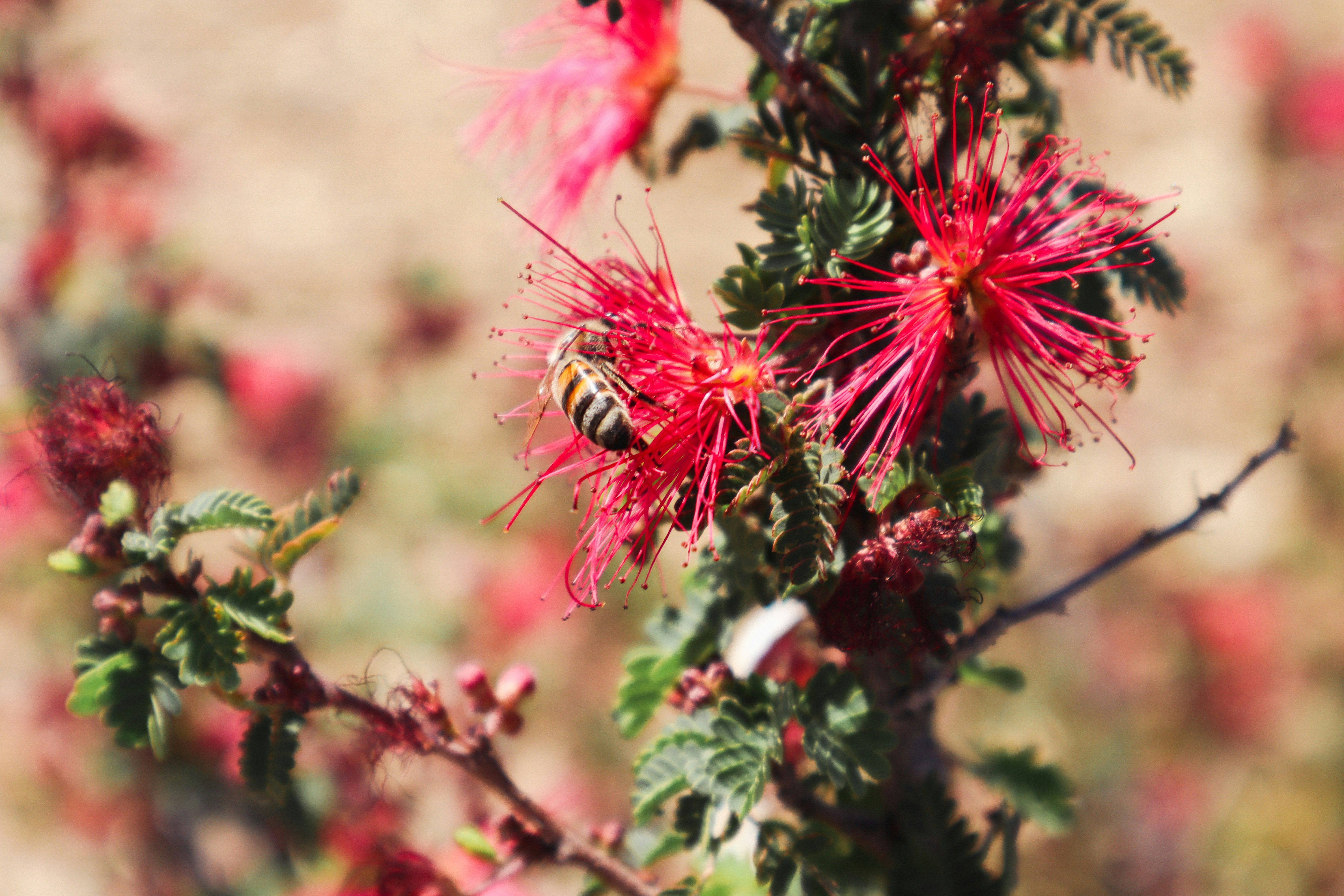 western honey mesquite
