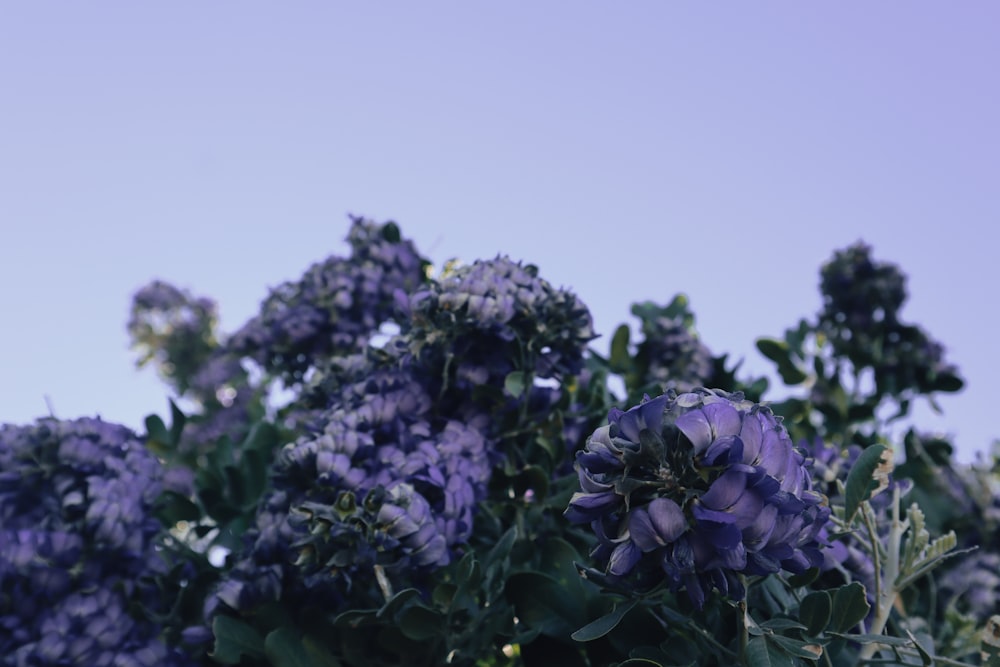 a bunch of purple flowers in a field