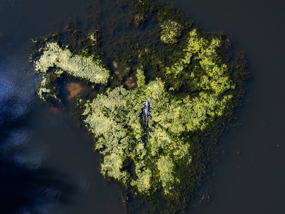 Luftaufnahme einer grünen Insel im Wasser