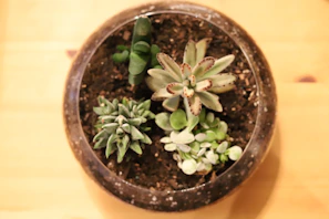Close-up of a vibrant succulent arrangement in a geometric glass terrarium.