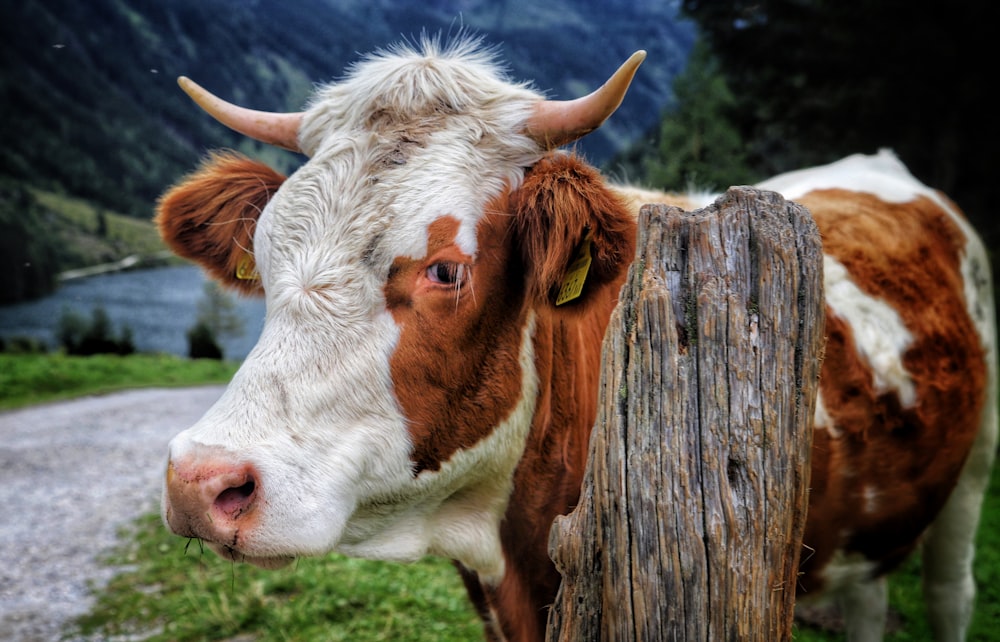 a brown and white cow standing next to a wooden fence
