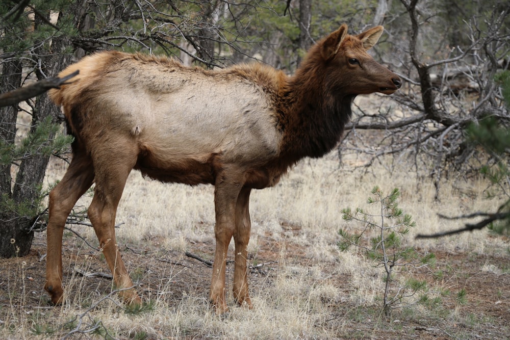 a large brown animal standing on top of a dry grass field